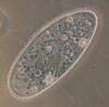pete-paramecium's profile picture