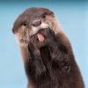 Avatar for The_Otterable