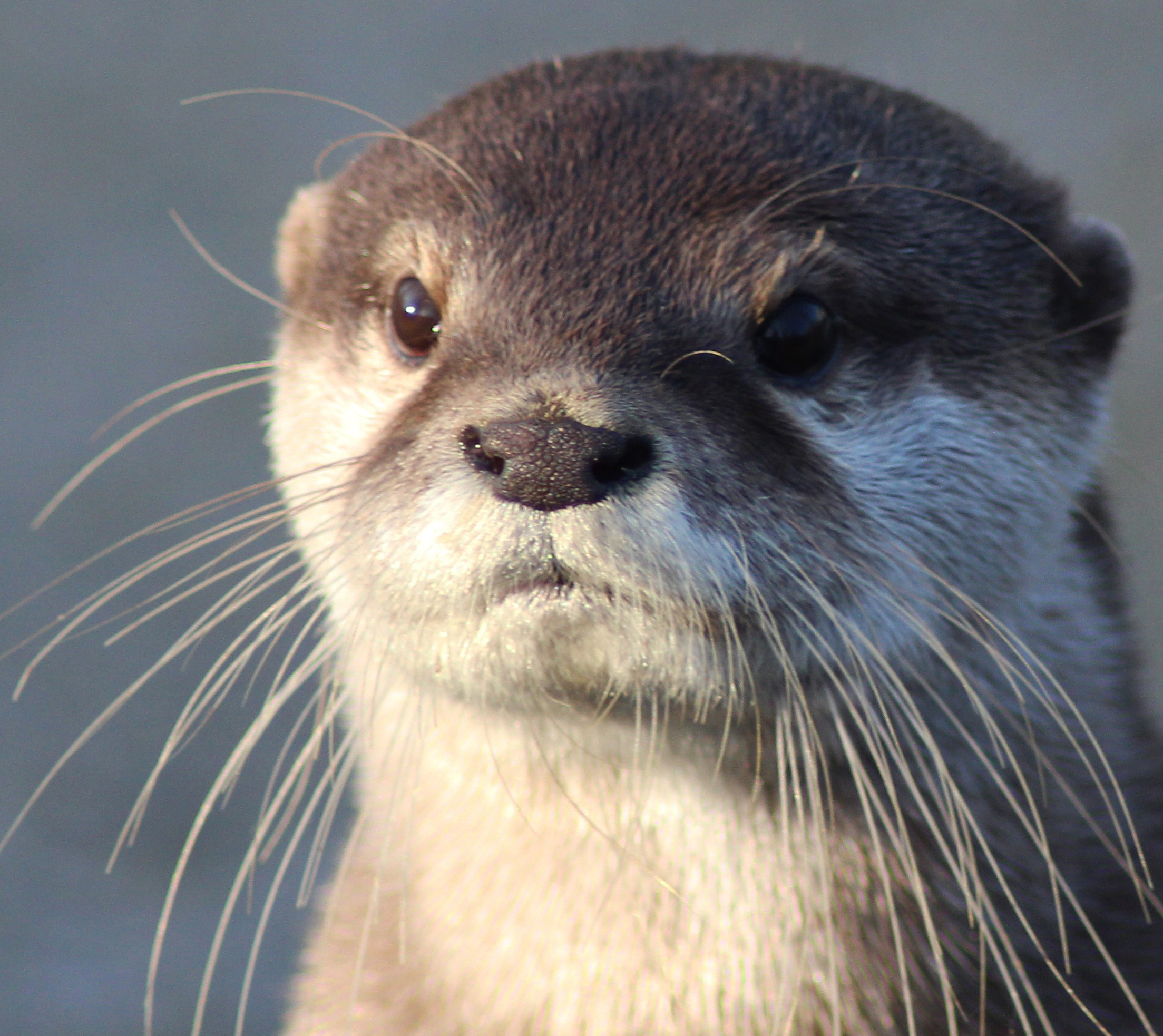 Avatar for CSUMB Bio Otters