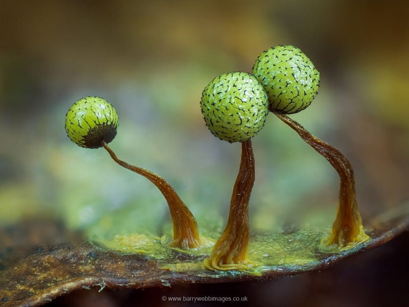 Avatar for edraculation