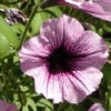 Avatar for Petunia