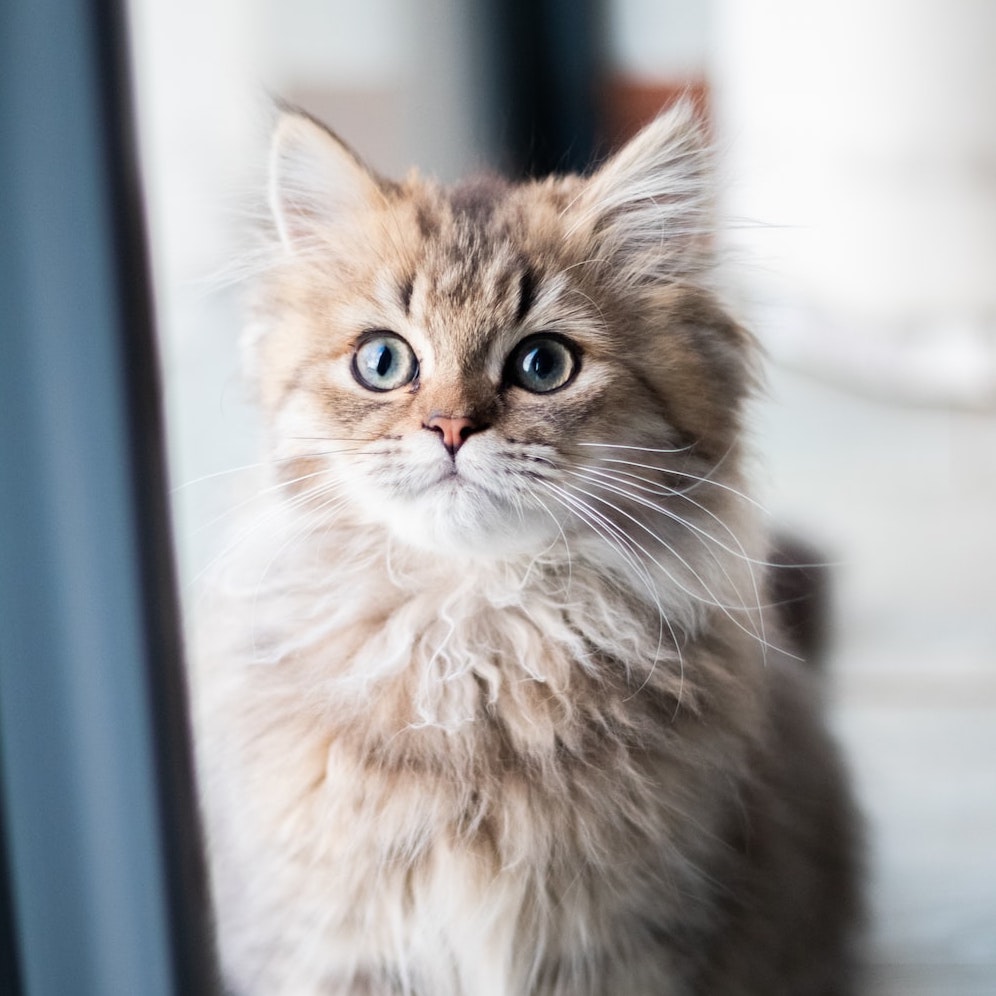 yoon_koh's profile picture