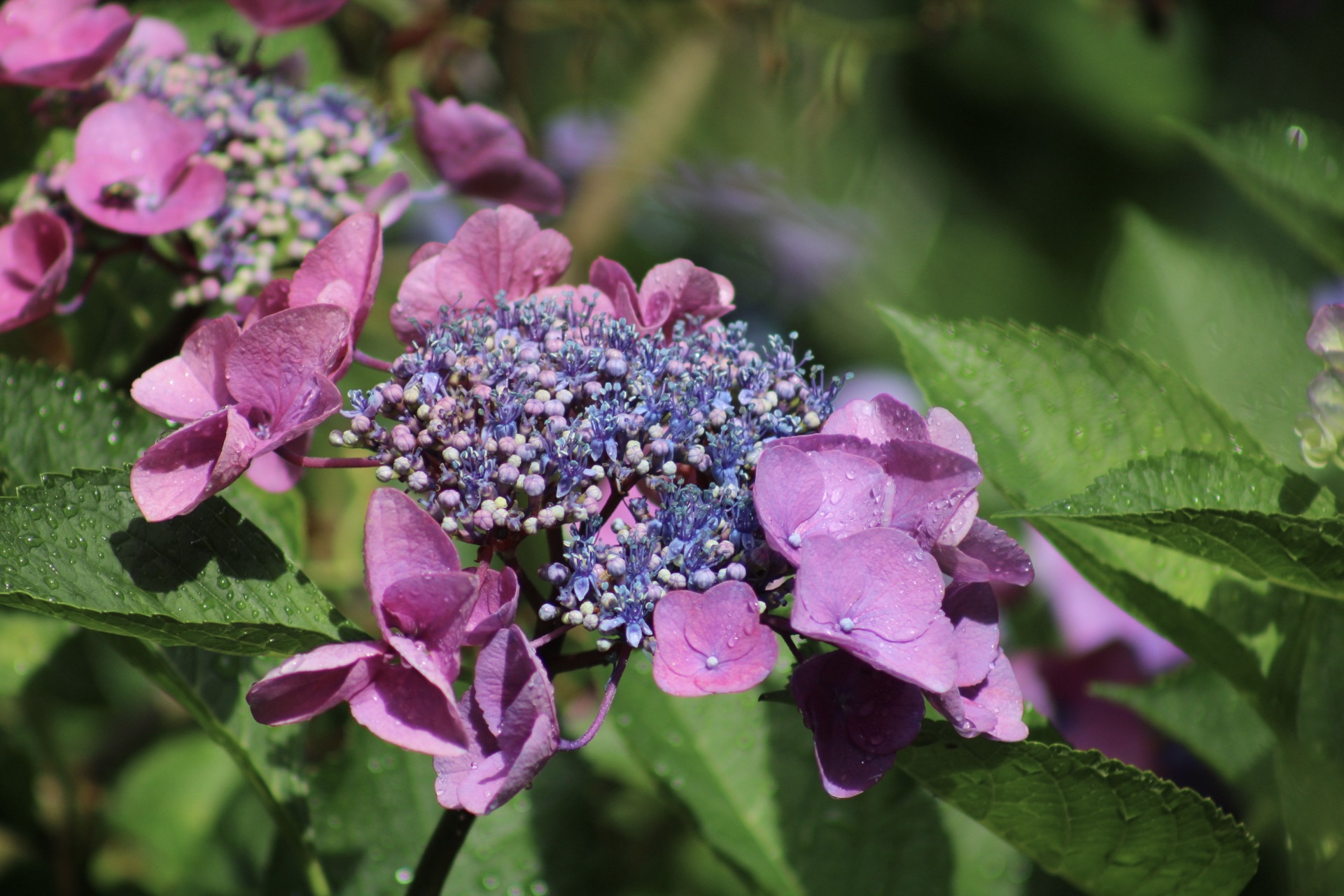 Avatar for kingshah5454