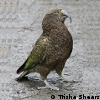 Profile picture of kea
