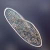 Avatar for paramecium13