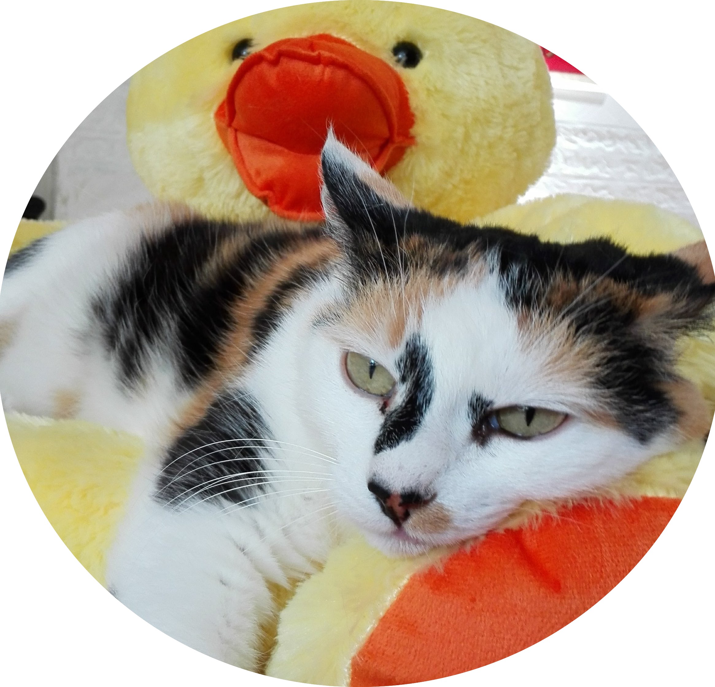 Avatar for zippyc137