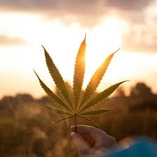 Profile picture of Definitely not a drug lab  