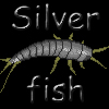 Avatar for Silverfish